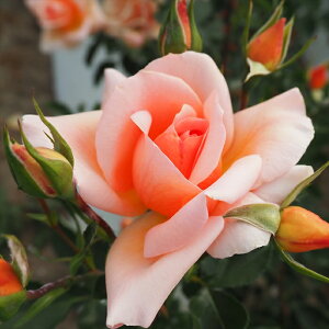 \̔ oc oc  Uuf93 lG炫 KN ΂ IW troe 12{ȍ~