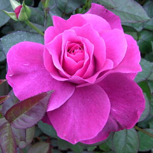 \̔ oc oc  CgD[O lG炫 KN ΂  Cg[O troe 12{ȍ~