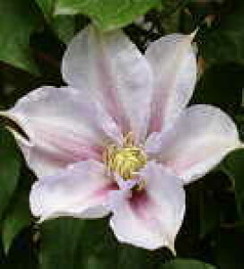 \̔ N}`X c T}Tfj[ peXn ̃N}`X 2Nc 10.5cm|bg ochi 3{ȍ~