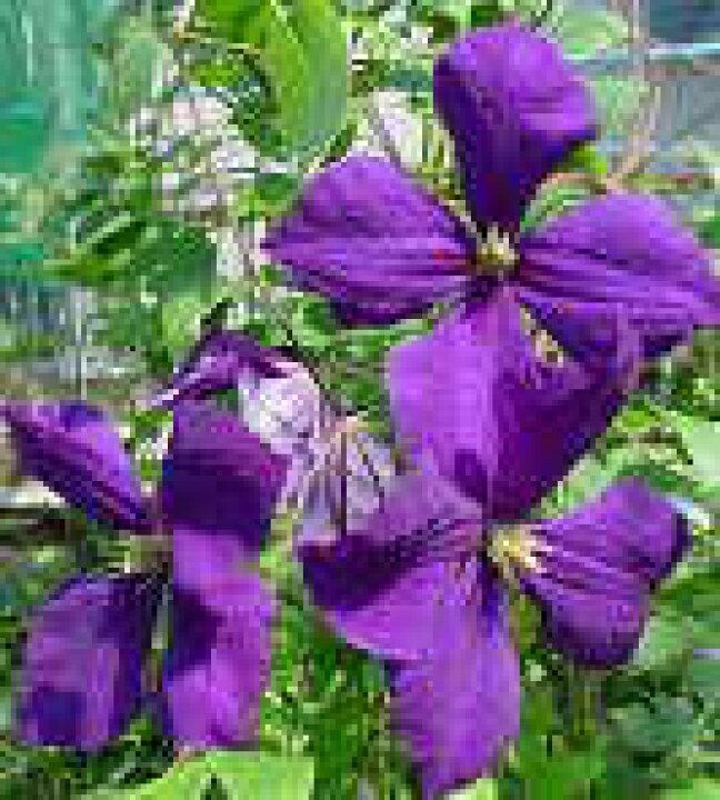 楽天市場 クレマチス 苗 ジャックマニー系 ジャックマニースーパーバ 落合さんのクレマチス 2年生苗 10 5cmポット 宿根草 フラワーネット 日本花キ流通