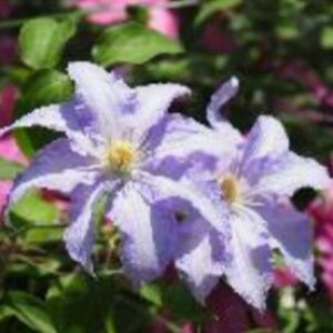 予約販売 クレマチス 苗 あさみぞ パテンス系 落合さんのクレマチス 2年生苗 10.5cmポット ochi 3月上旬以降発送