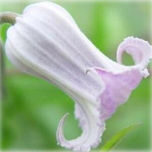 \̔ N}`X c g eLZVXEBIin ̃N}`X 2Nc 10.5cm|bg ochi 3{ȍ~