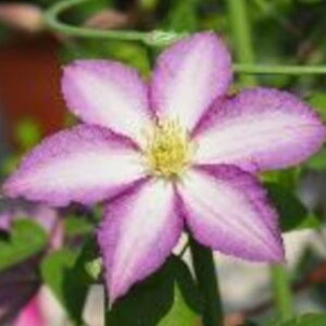 \̔ N}`X c ܂ r`Zn ̃N}`X 2Nc 10.5cm|bg ochi 3{ȍ~