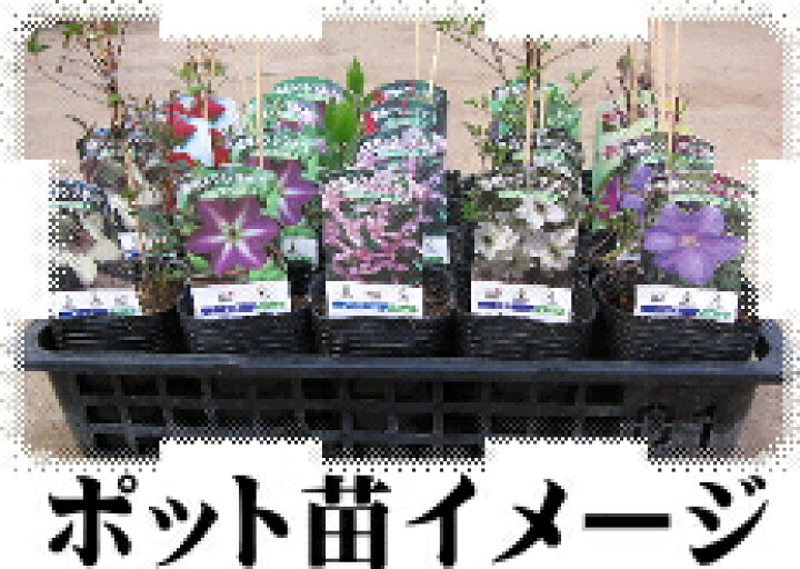 楽天市場 予約販売 クレマチス 苗 ビチセラ系 まな 落合さんのクレマチス 2年生苗 10 5cmポット 宿根草 3月上旬以降発送 フラワーネット 日本花キ流通