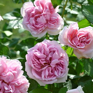 \̔ oc oc fo[ [YAglbg io^ lG炫 KN ΂  sN hao 2{ȍ~