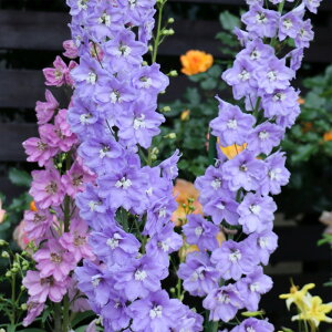 \̔ ftBj[ c Mlo[ 10.5cm|bg N K[fjO ԕc hc oom 11{ȍ~