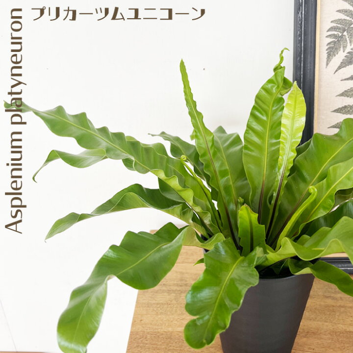 楽天市場】観葉植物 アスプレニウム プリカーツムユニコーン 4号 観葉 