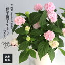 予約販売 吉岡麗子さんの山アジサイ 伊予獅子てまり ピンク 4号鉢 送料無料 ヤマアジサイ 山紫陽花 ギフトプレゼント 鉢植え 鉢花 4月下旬以降発送