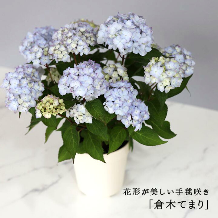 楽天市場】予約販売 吉岡麗子さんの山アジサイ 倉木てまり ブルー 4号 