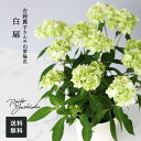 予約販売 吉岡麗子さんの山アジサイ 白扇 ハクセン 4号鉢 送料無料 ヤマアジサイ 山紫陽花 ギフトプレゼント 鉢植え 鉢花 4月下旬以降発送
