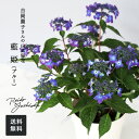 予約販売 吉岡麗子さんの山アジサイ 藍姫 ブルー 4号鉢 送料無料 ヤマアジサイ 山紫陽花 ギフトプレゼント 鉢植え 鉢花 4月下旬以降発送