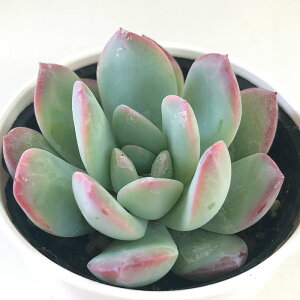 A hmGPxA }N[ A GPxA 6cm|bg