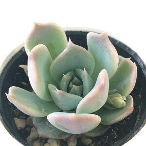 yyVX[p[Z[ P5{z A hmGPxA u[n[g A GPxA 6cm|bg