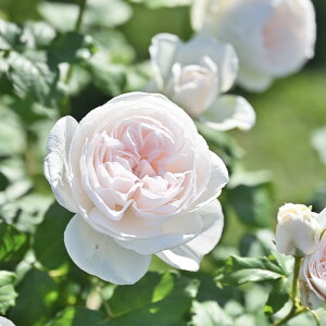 yyVX[p[Z[ P5{z \̔ oc oc fo[ }nl io^o蒆 lG炫 KN ΂   hao 2{ȍ~