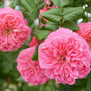 \̔ oc oc T IGeBX CIn[g io^o蒆 lG炫 KN ΂  sN hao 12{ȍ~