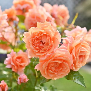 \̔ oc oc h OrbtF io^o蒆 lG炫 KN ΂  IW hao 2{ȍ~