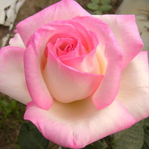 \̔ oc oڕc o vZXhDiR oc KN ΂  sN troc 12{ȍ~