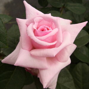 \̔ oc oڕc o RpbV oc KN ΂  sN troc 12{ȍ~