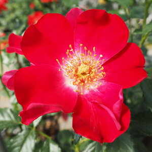 \̔ oc oڕc o hgg oc KN ΂   troc 12{ȍ~