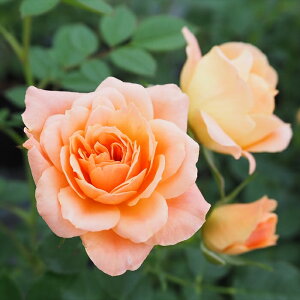 \̔ oc oڕc o XC[gh[ oc KN ΂  IW troc 12{ȍ~