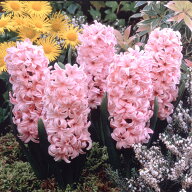予約販売 球根 ヒヤシンス 桃色 福花園 2球 fke 10月中旬以降発送
