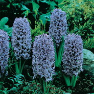 予約販売 球根 ヒヤシンス 紫色 福花園 2球 fke 10月中旬以降発送