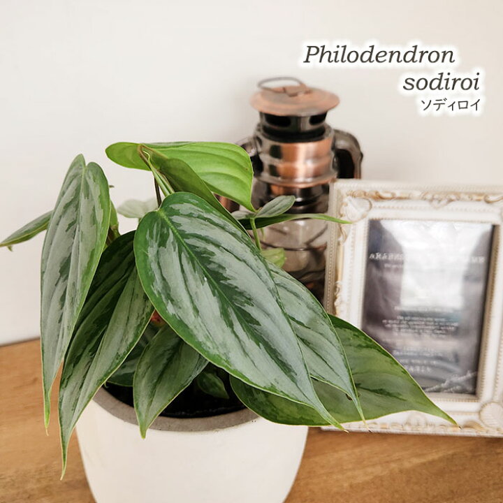 楽天市場】観葉植物 フィロデンドロン ソディロイ 10.5cmポット 送料  
