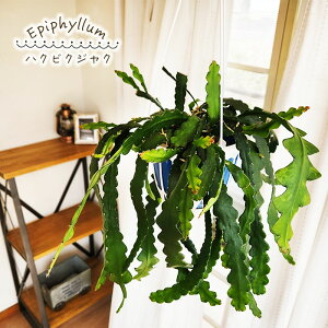 ϗtA GstB nNrNWN 5 ݂蔫 ݂艺 nMO ϗtA  蕨 v[g CeA 