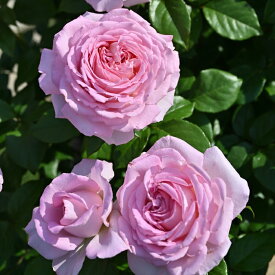 予約販売 バラ苗 バラ大苗 デルバール アロームディヴァン 品種登録出願中 四季咲き 薔薇 ばら 送料無料 ピンク hao 2月中旬以降発送