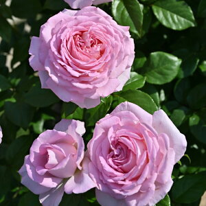 \̔ oc oc fo[ A[fB@ io^o蒆 lG炫 KN ΂  sN hao 2{ȍ~