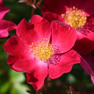 \̔ oc oc ͖{o Jlbg io^o蒆 lG炫 KN ΂   hao 2{ȍ~