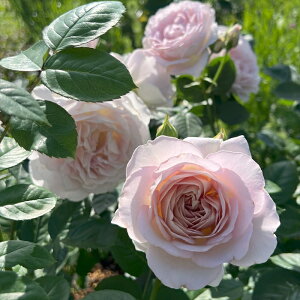 \̔ oc oc ͖{o ^t^ io^o蒆 lG炫 KN ΂  sN x[W hao 2{ȍ~