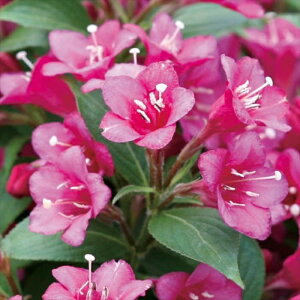 \̔ CQ c _[NsN 11cm|bg ^jEcM c Ԗ prw 11{ȍ~