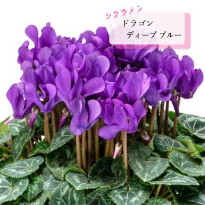 �\��̔� �V�N������ �c �h���S�� �f�B�[�v�u���[ 9cm�|�b�g �ԕc �K�[�f�j���O �c prws 11�����{�ȍ~����