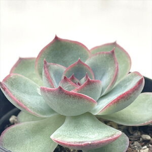 多肉植物 skエケベリア ソウルハート 多肉植物 エケベリア 7.5cmポット