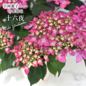 \̔ gq̎RAWTC \Z 悢 9cm|bg io^o蒆 ۂ c ԕc c R }AWTC Rz yos 10{ȍ~