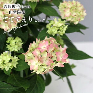 \̔ gq̎RAWTC ĂĂĂ܂ sN io^o蒆 9cm|bg ۂ c ԕc c R }AWTC Rz yos 10{ȍ~