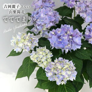 \̔ gq̎RAWTC ĂĂĂ܂ u[ io^o蒆 9cm|bg ۂ c ԕc c R }AWTC Rz yos 10{ȍ~