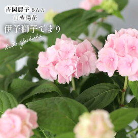 多肉植物 caオトンナ シクロフィラ 多肉植物 コーデックス 9cmポット フラワーネット 日本花キ流通