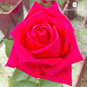 \̔ oc oc ㉀|  lG炫 KN ΂  ԐF kho 2{ȍ~