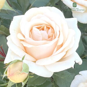 \̔ oc oc ㉀| ˂ _i lG炫 KN ΂  IW kho 2{ȍ~