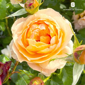 \̔ oc oc ㉀| XC[gVtH lG炫 KN ΂  IW kho 2{ȍ~