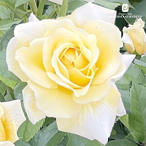 予約販売 バラ苗 バラ大苗 京阪園芸 レモネードシロップ 四季咲き 薔薇 ばら 送料無料 黄色 kho 2月中旬以降発送