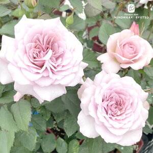 \̔ oc oc ㉀|  _i lG炫 KN ΂  F kho 2{ȍ~