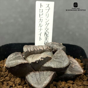 A ninI`A XvOz gsJiCg c 0926-014 A JN^XjVc i̔ nI`A 7.5cm|bg