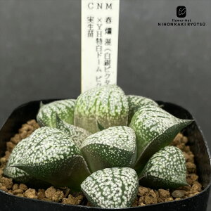 A ninI`A tࣖisN^×sN^zj×YHh[sN^i֐UCNsN^Ij c 0926-022 A JN^XjVc i̔  nI`A 7.5cm