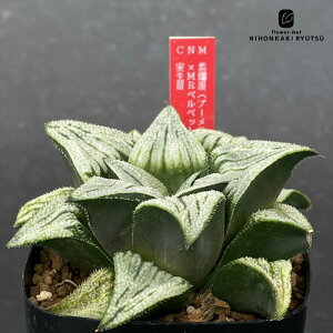 A ninI`A ࣖiu[×tࣖj×MRxxbgiMR␢Ez×xxbgj c 0926-017 A JN^XjVc i̔  nI`A 7.5cm|bg