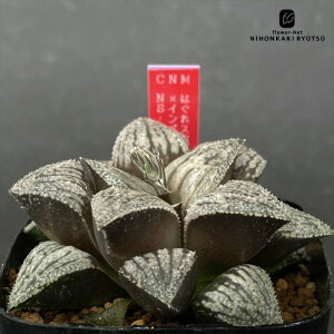 A ninI`A ͂X^[i͂_×X[p[X^[j×CyACXiCyA×jNS-1/1 0926-033 A JN^XjVc i̔  nI`A 7.5cm|b