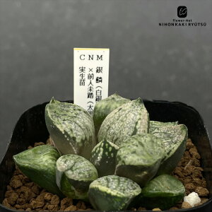 A ninI`A ؁isN^×␢Ej×Olih[^sN^j c 0926-034 A JN^XjVc i̔  nI`A 7.5cm|bg