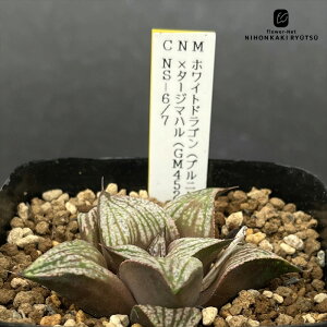 yyVX[p[Z[ P5{z A ninI`A zCghSivjfB[×pj×^[W}niGM452XvIjNS-6/7 0926-036 A JN^XjVc i̔ 